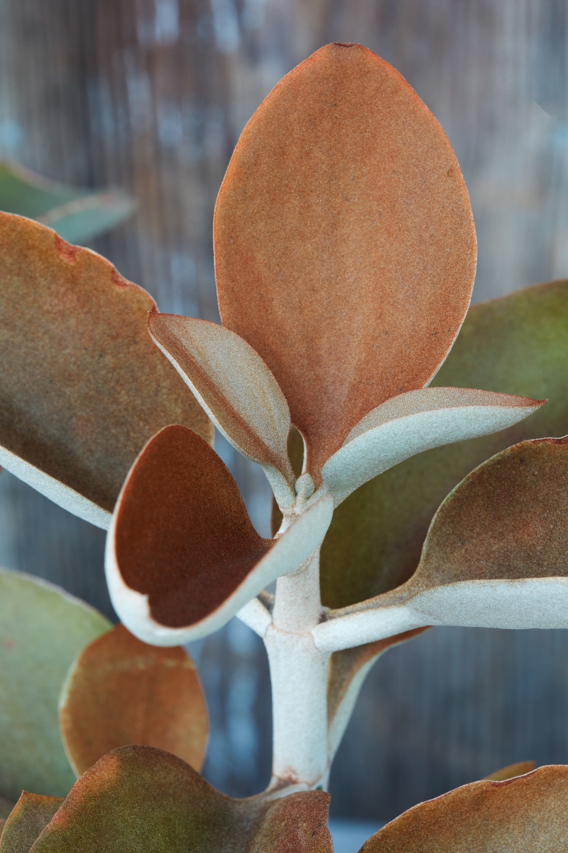 Kalanchoe orgyalis