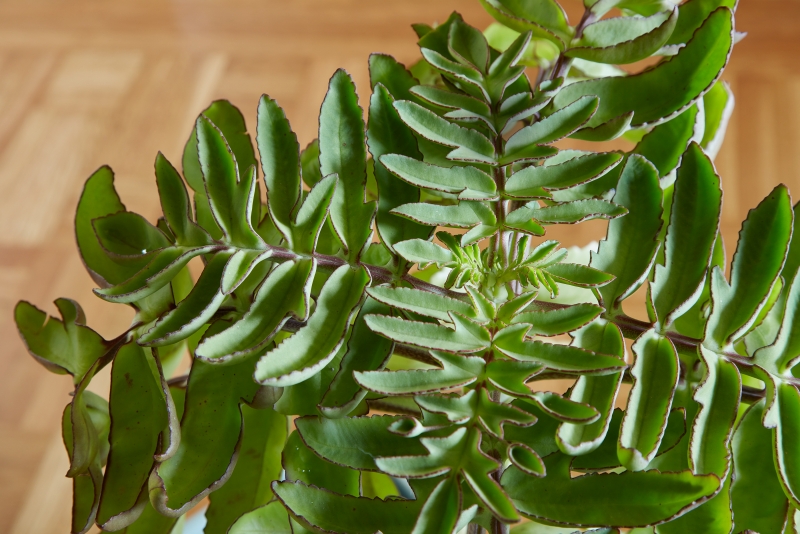 Kalanchoe prolifera