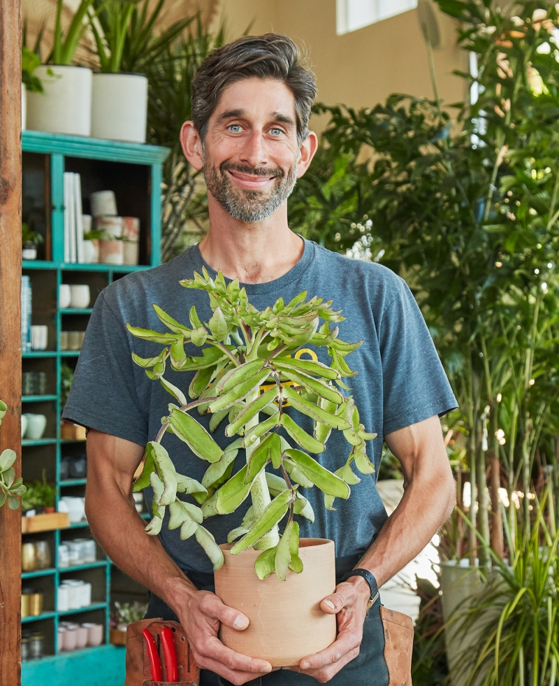 Kalanchoe prolifera