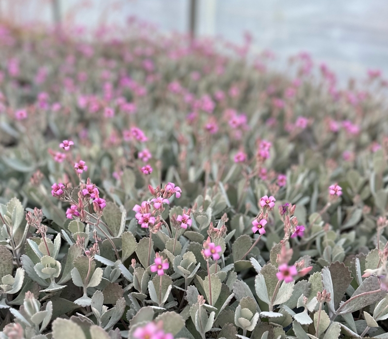 Kalanchoe pumila 'Silver Grey'