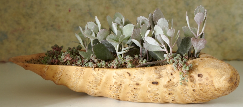 Kalanchoe pumila 'Silver Grey'