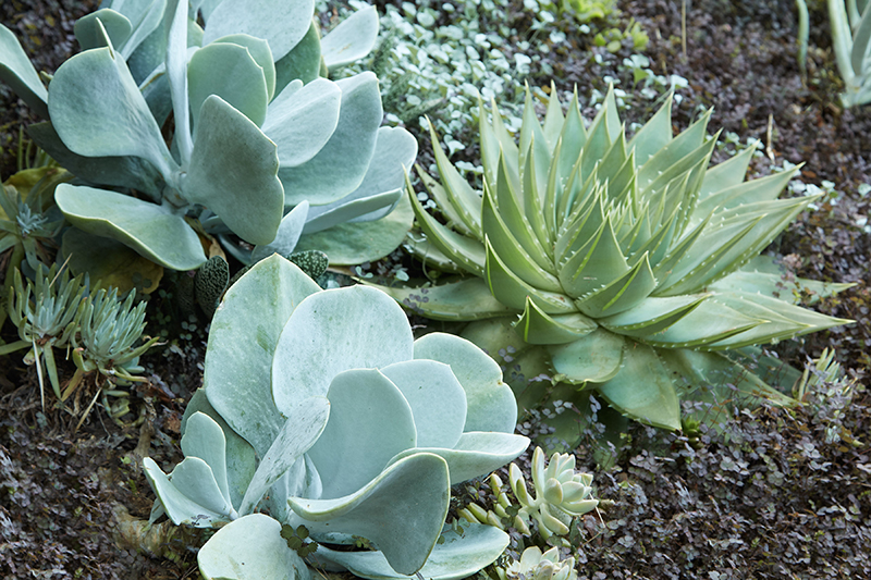 Kalanchoe thyrsiflora 'Silver Platter'