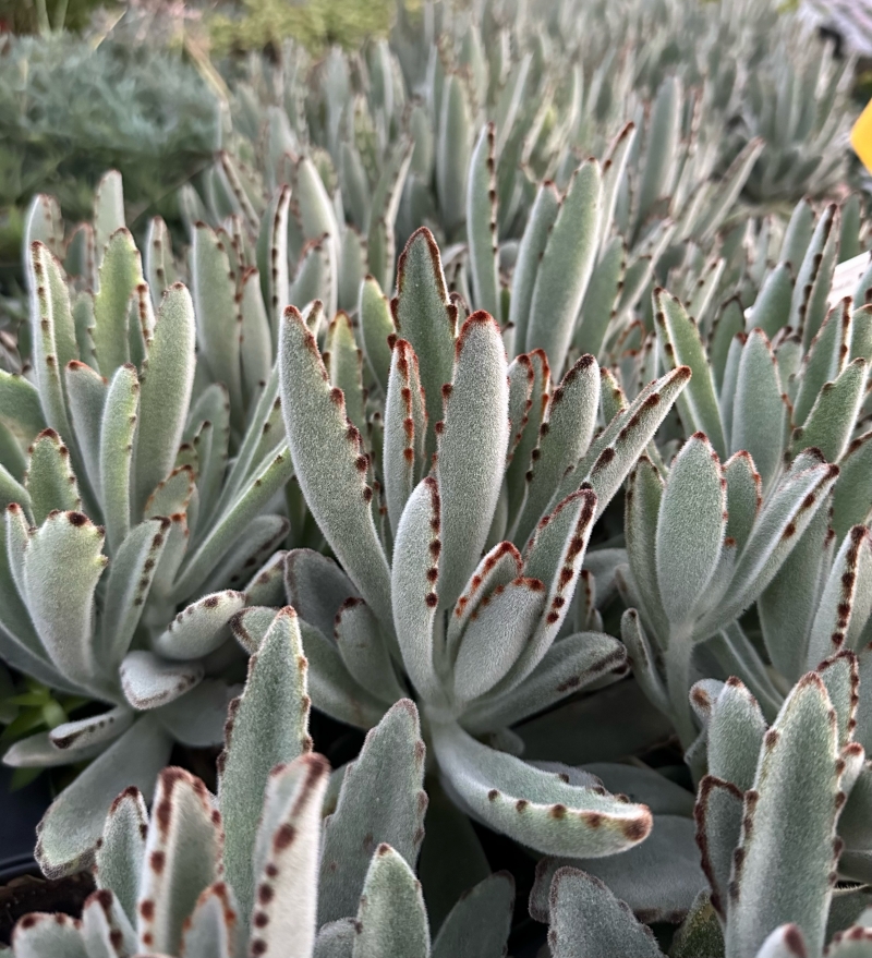 Kalanchoe tomentosa