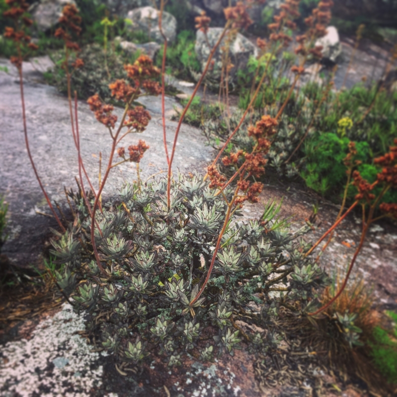 Kalanchoe tomentosa