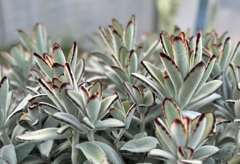 Kalanchoe tomentosa 'Chocolate Soldier'