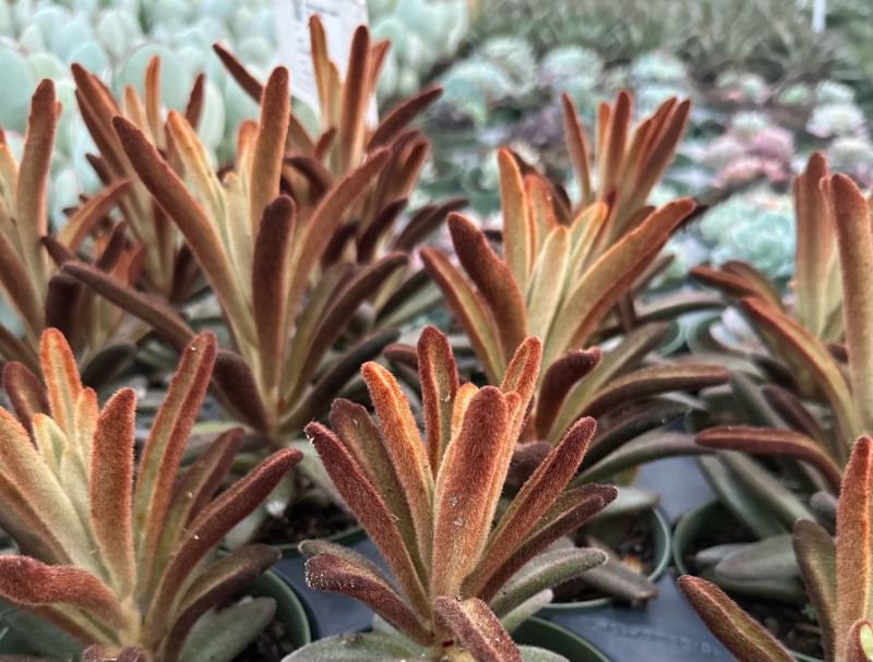 Kalanchoe tomentosa 'Cinnamon'