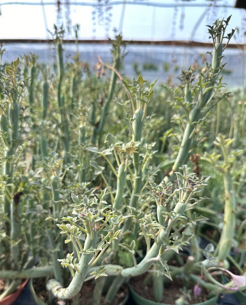 Kleinia articulata (Senecio articulatus)