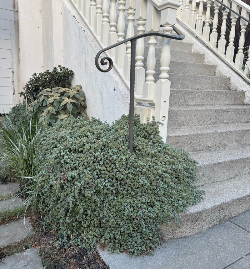 Lampranthus deltoides