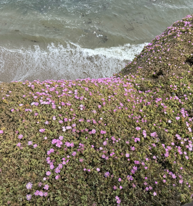 Lampranthus deltoides