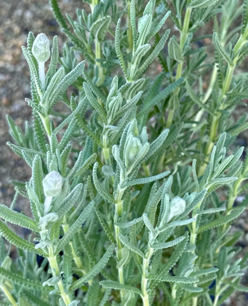 Lavandula dentata