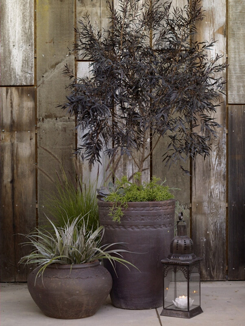 Leptospermum 'Dark Shadows'