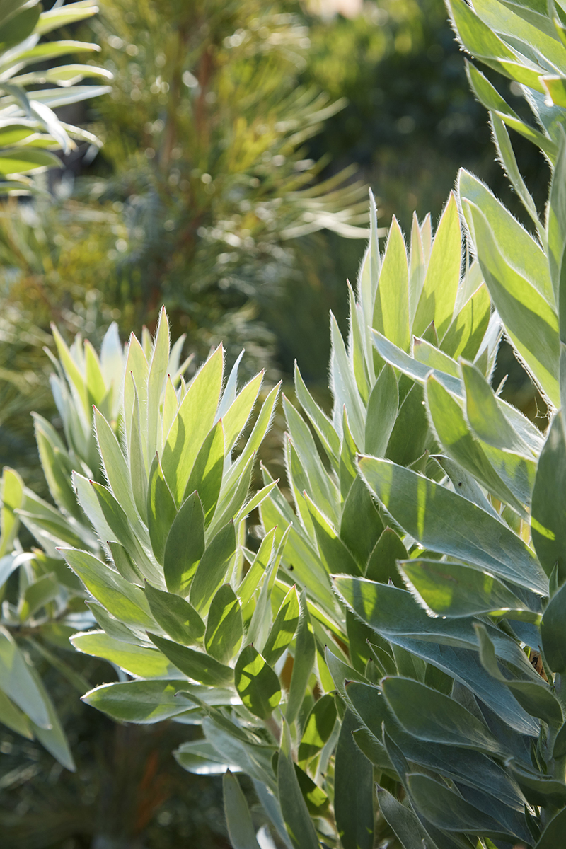 Leucadendron argenteum