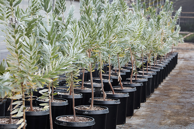 Leucadendron argenteum