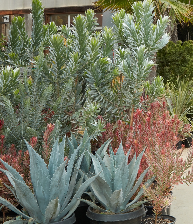 Leucadendron argenteum