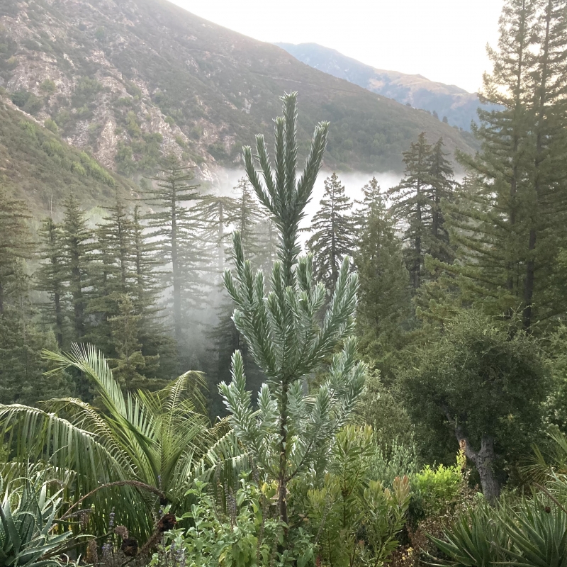 Leucadendron argenteum