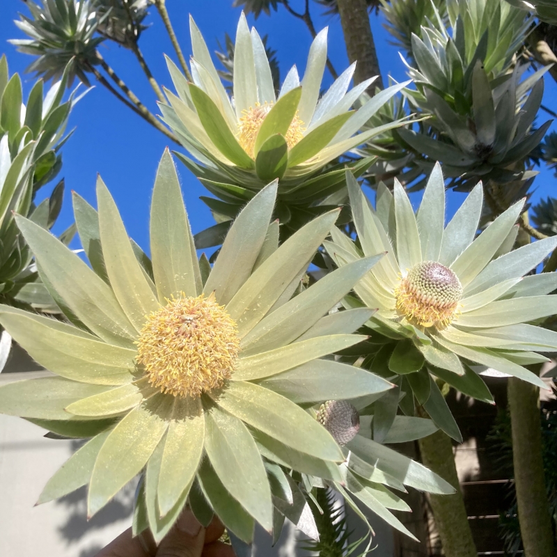 Leucadendron argenteum