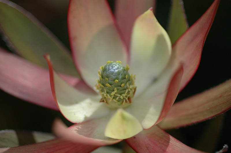 Leucadendron 'Blush'