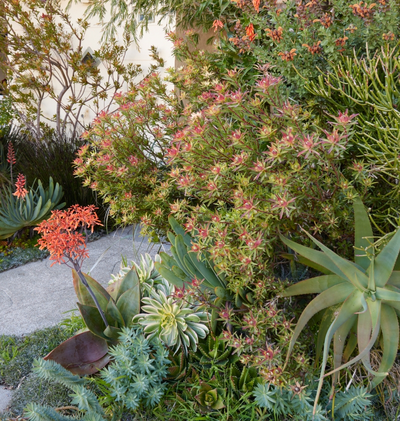 Leucadendron 'Blush'