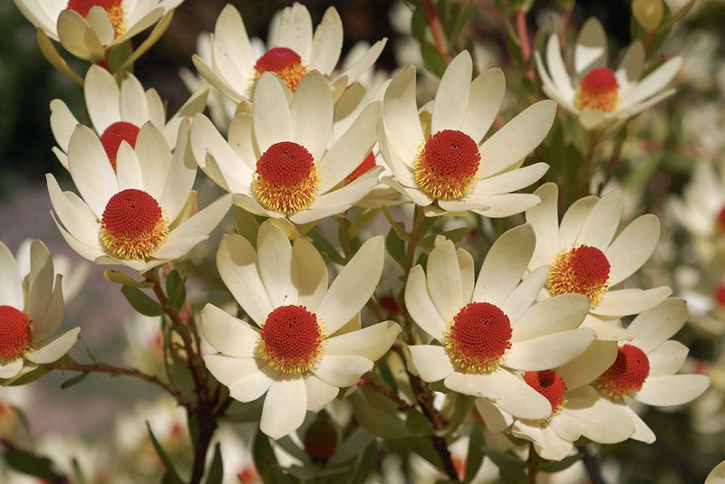 Leucadendron discolor