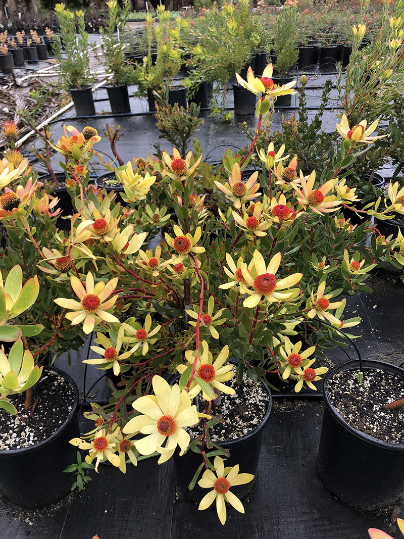 Leucadendron discolor 'Pom Pom'