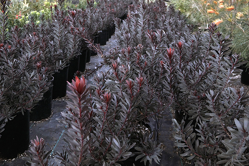 Leucadendron 'Ebony'