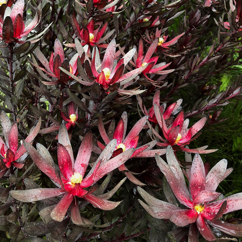 Leucadendron 'Ebony'