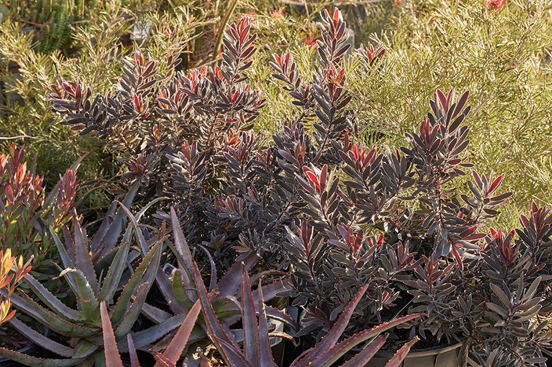 Leucadendron 'Ebony'