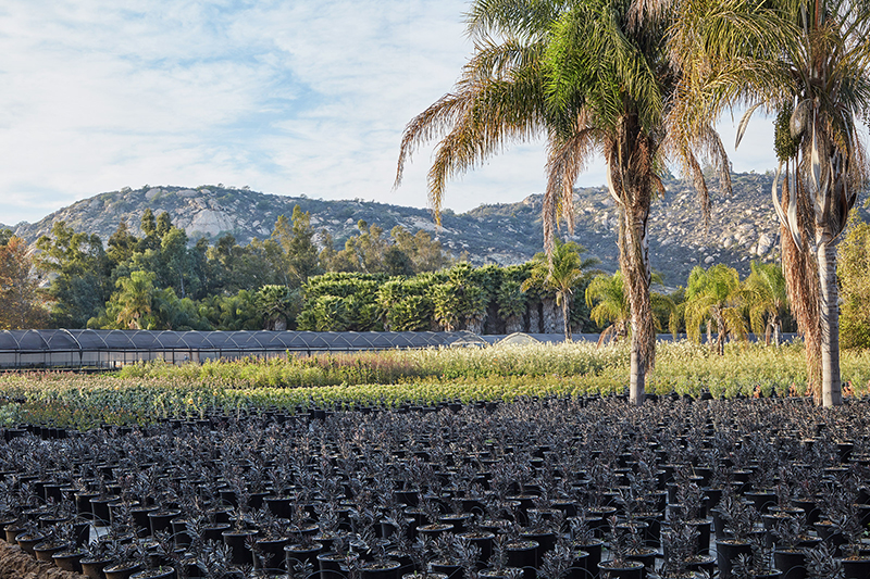 Leucadendron 'Ebony'