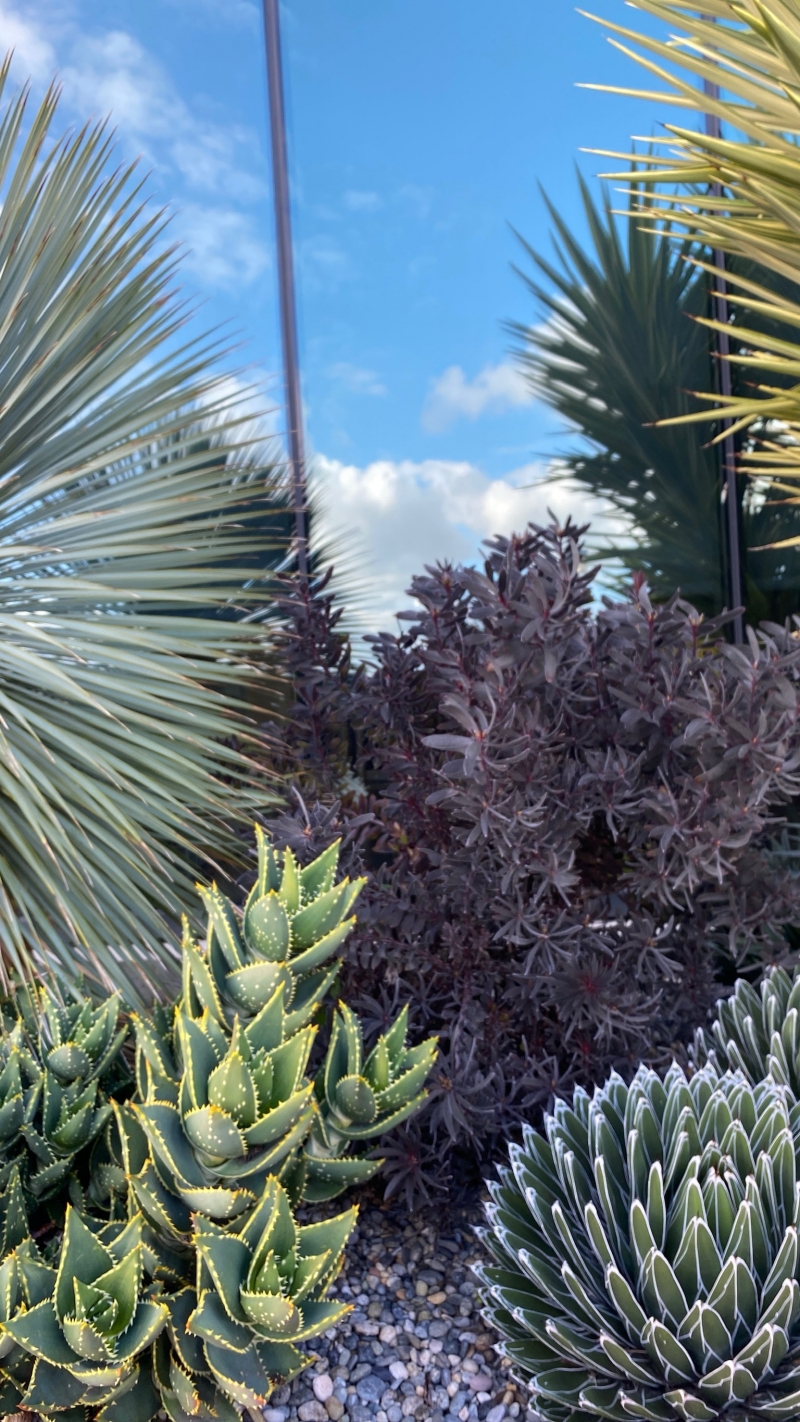 Leucadendron 'Ebony'