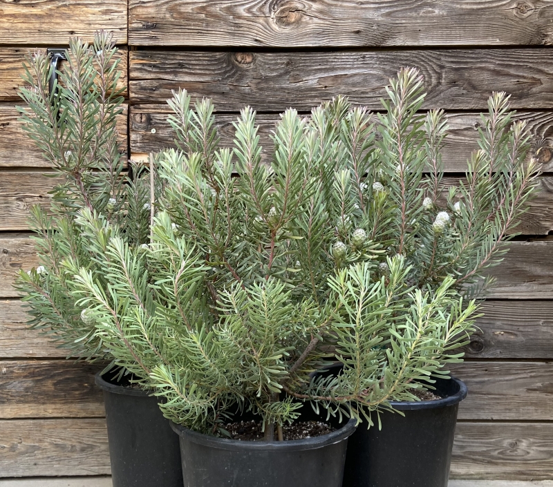 Leucadendron galpinii