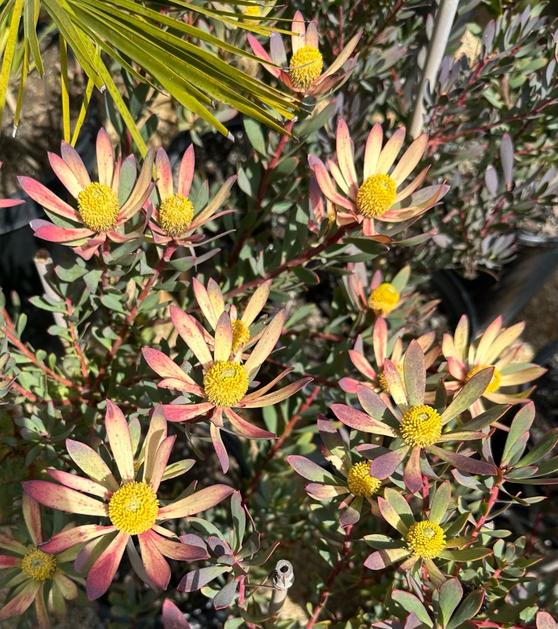 Leucadendron 'Hawaii Magic'