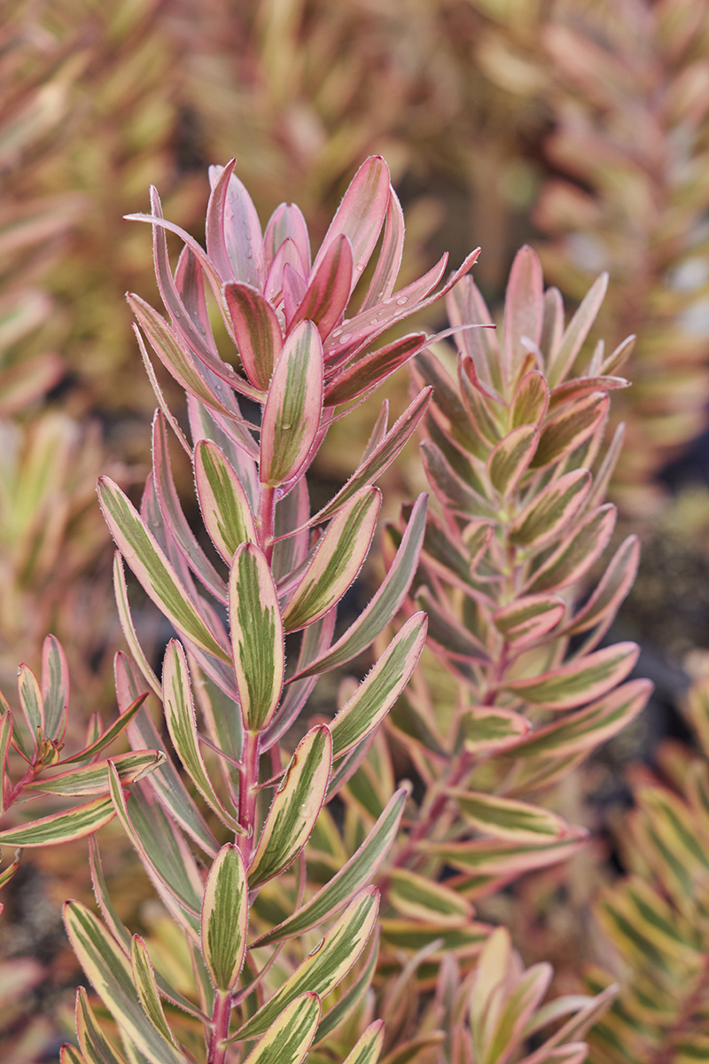 Leucadendron 'Jester'