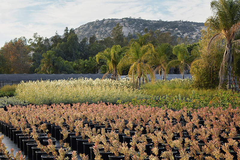 Leucadendron 'Jester'