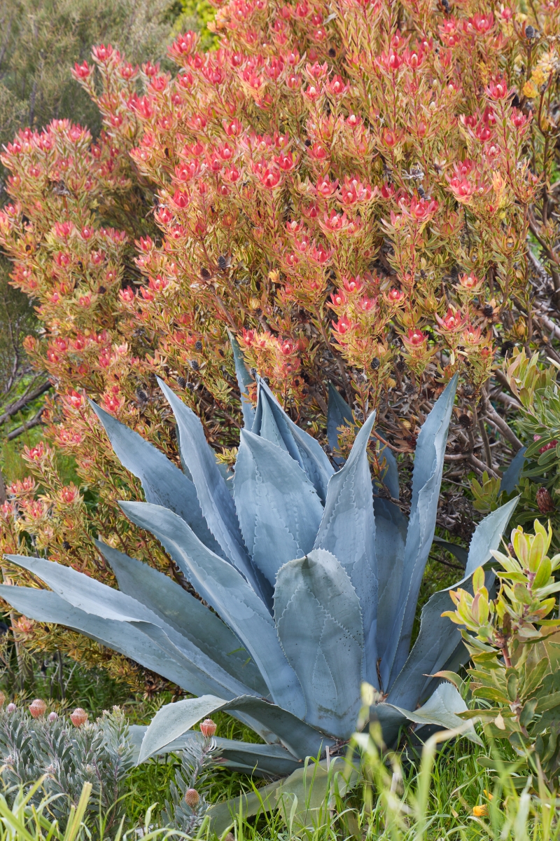 Leucadendron 'Jester'