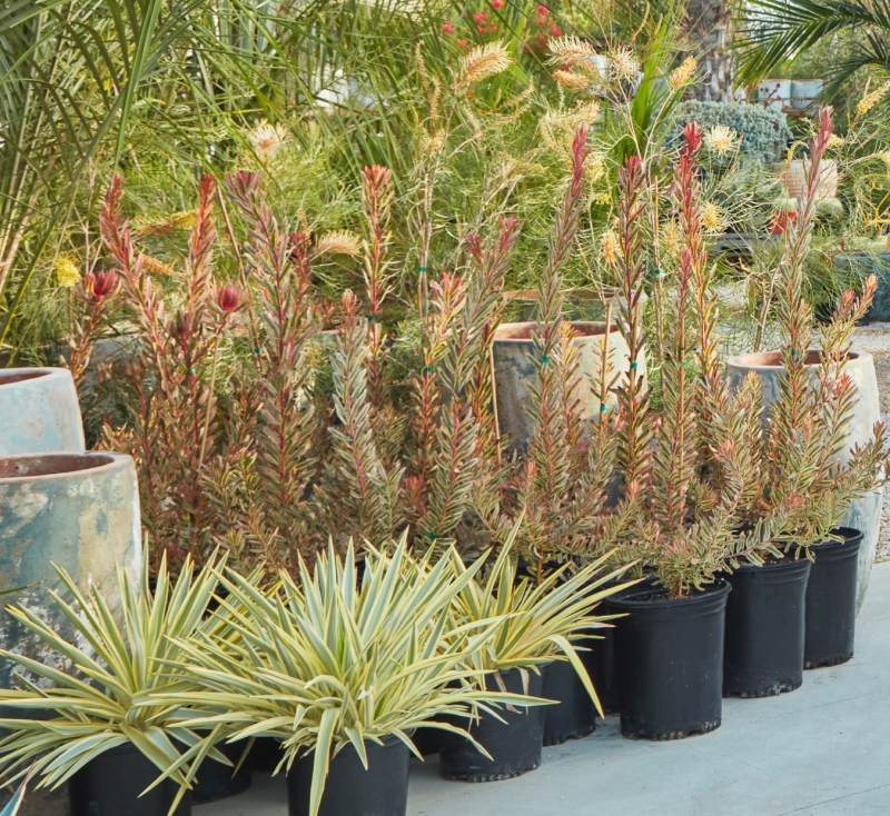 Leucadendron 'Jester'