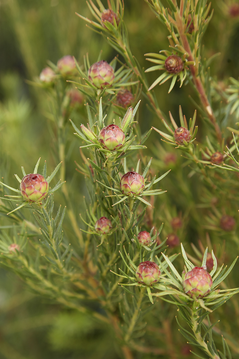 Leucadendron 'Jubilee Crown'