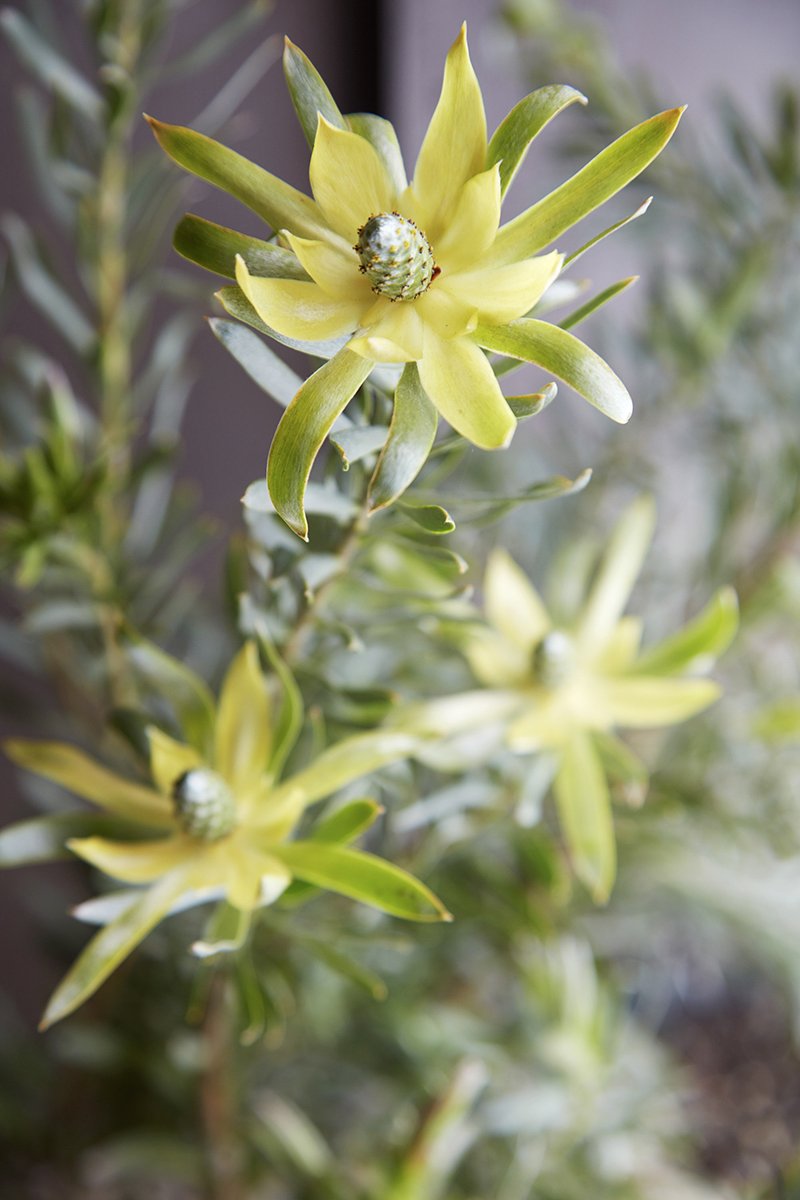 Leucadendron 'Pisa'