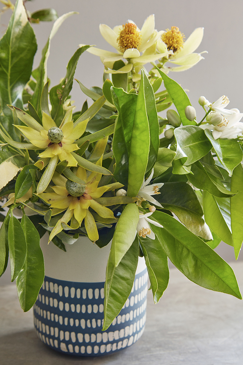 Leucadendron 'Pisa'