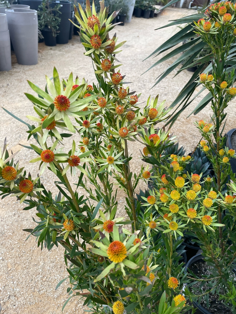 Leucadendron 'Red Eye'