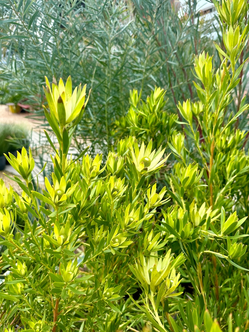 Leucadendron 'Red Eye'