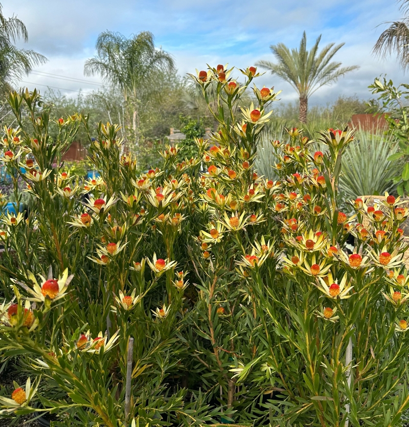 Leucadendron 'Red Eye'