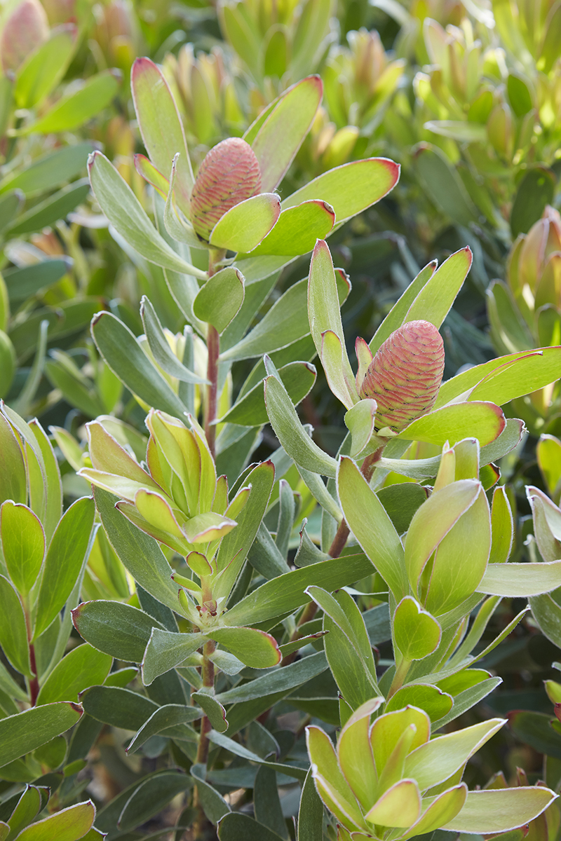 Leucadendron 'Safari Goldstrike'