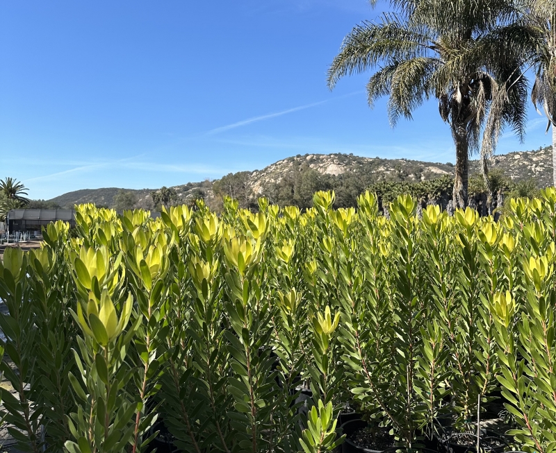 Leucadendron 'Safari Goldstrike'