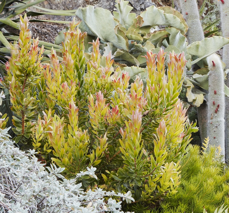 Leucadendron 'Safari Goldstrike'