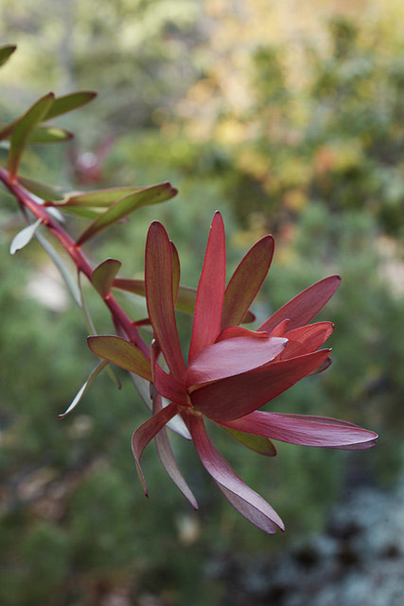 Leucadendron 'Safari Sunset'