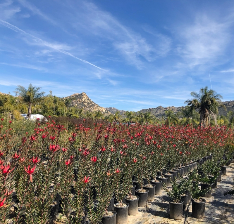 Leucadendron 'Safari Sunset'