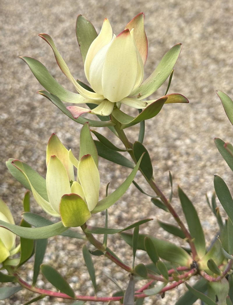 Leucadendron salignum x laureolum 'Maui Sunset'