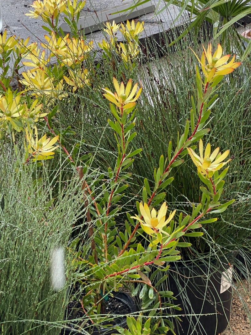 Leucadendron 'Wilson's Wonder'