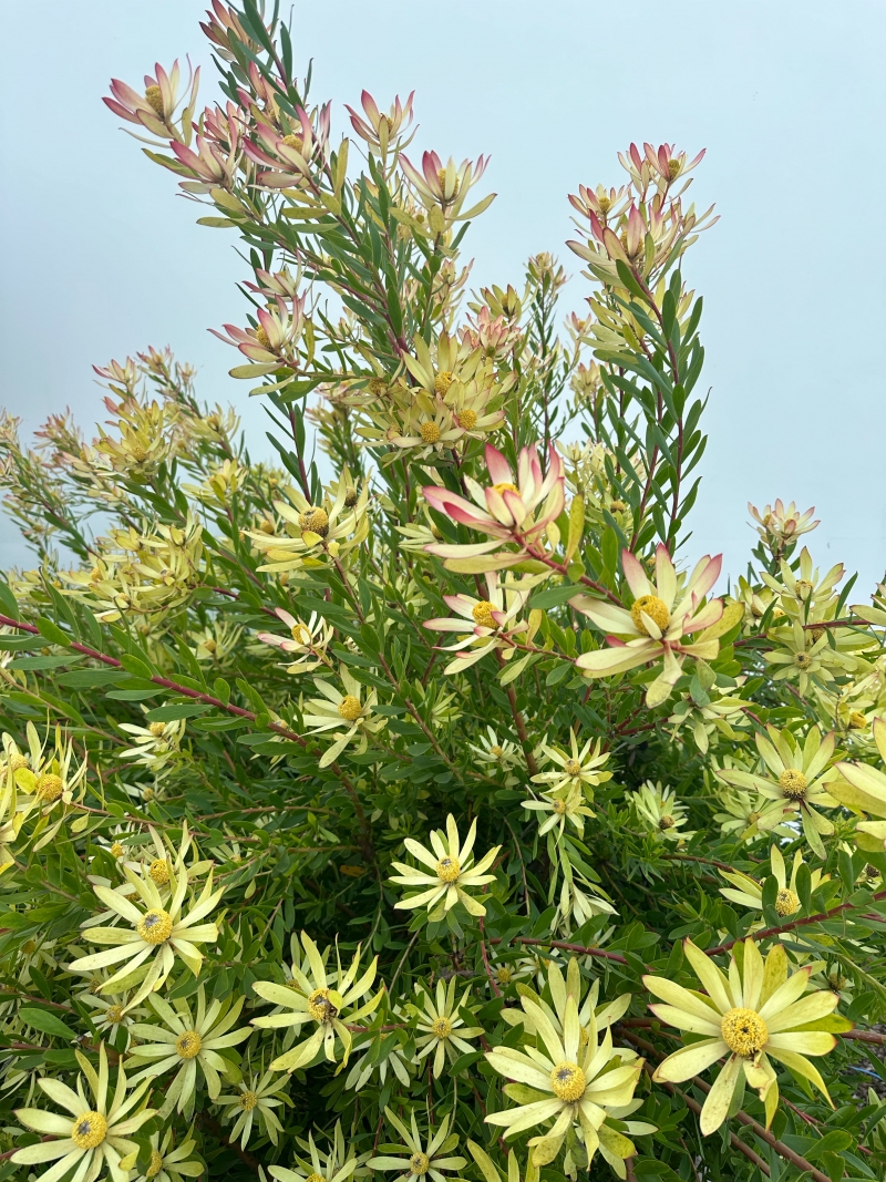 Leucadendron 'Wilson's Wonder'