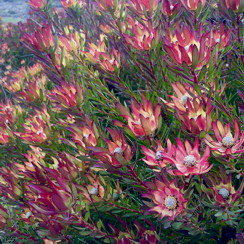 Leucadendron 'Winter Red'